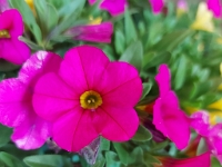68149Cr - Doris' Petunias   Each New Day A Miracle  [  Understanding the Bible   |   Poetry   |   Story  ]- by Pete Rhebergen